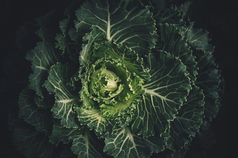 Découvrez la permaculture à travers une sélection d’ouvrages