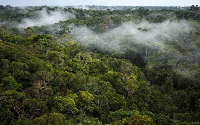 Brésil : l’équivalent d’un million de terrains de football de forêts a disparu