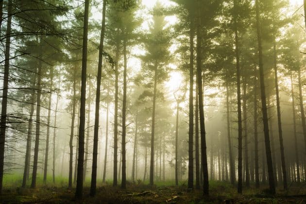 forêt