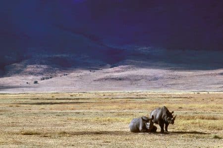 rhinocéros
