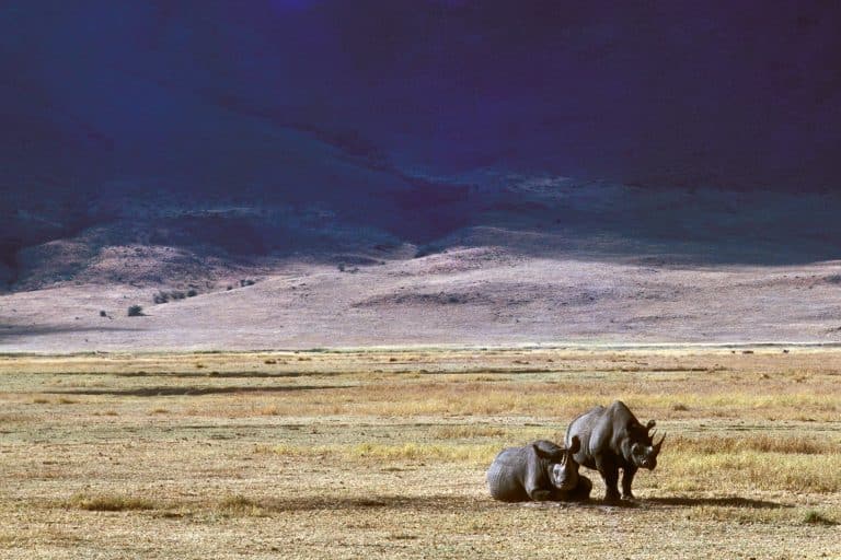 Réintroduction des rhinocéros noirs au Tchad : quatre des six animaux sont décédés