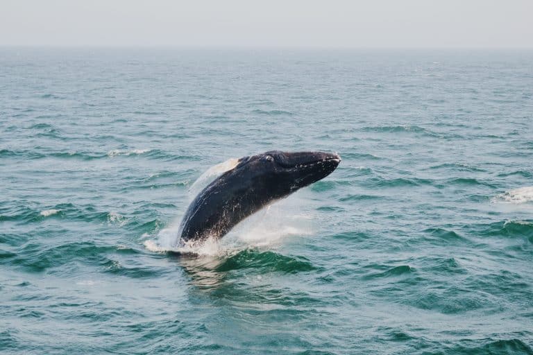 Le Japon a l’intention de reprendre la pêche commerciale à la baleine