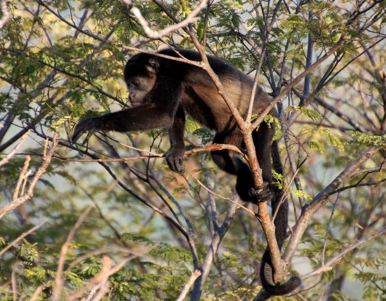 Au Costa Rica, les pesticides rendraient les singes hurleurs jaunes