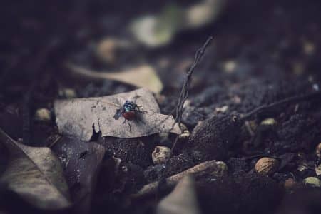 insectes