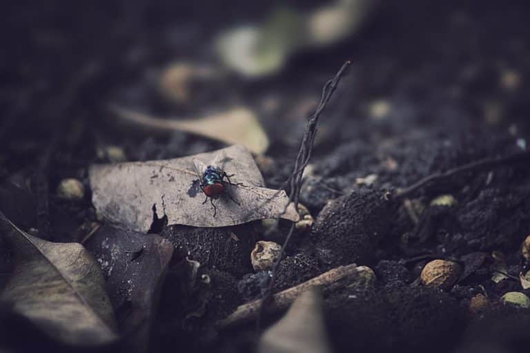 Ces insectes qui vont profiter de la hausse des températures