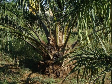 Peut-on produire de l’huile de palme sans détruire les forêts ?