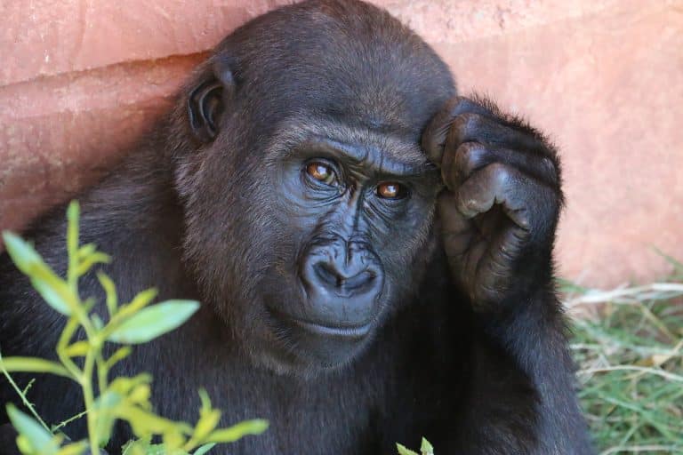 Les primates d’Afrique menacés par l’huile de palme