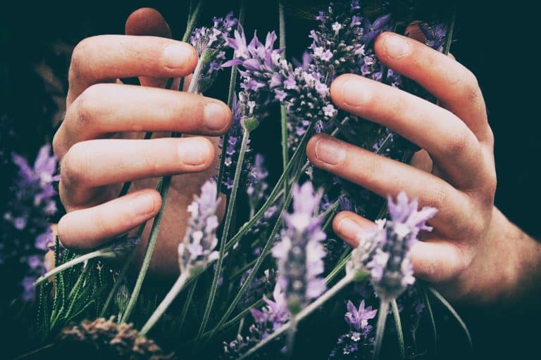 La phytothérapie pour soulager les petites douleurs