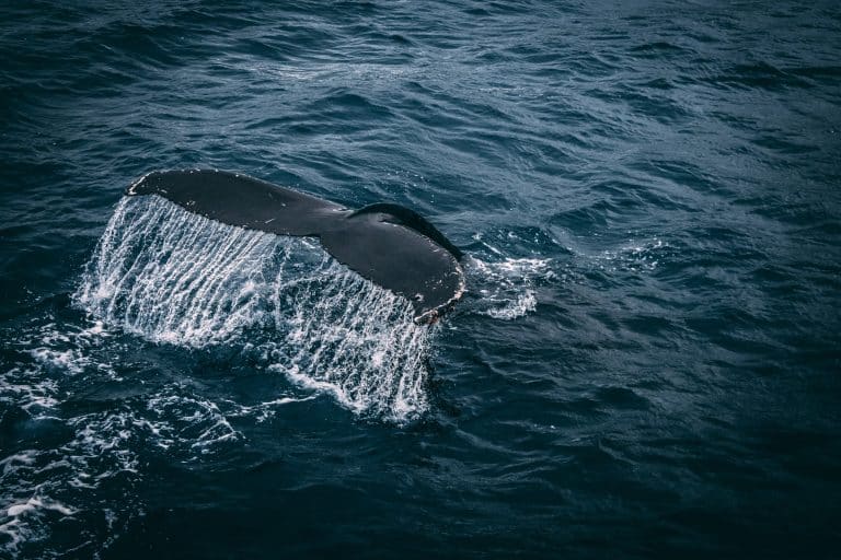 Le Japon reprend officiellement la pêche commerciale de la baleine