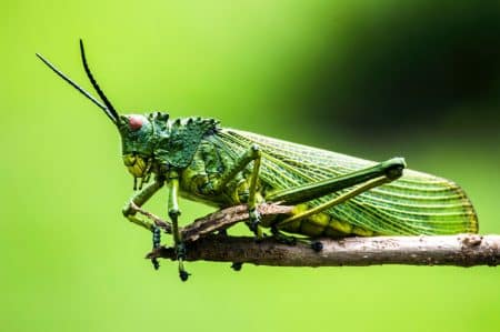 insectes