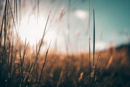 L’agriculture est déréglée par le réchauffement climatique agriculture