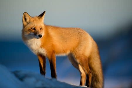 faune