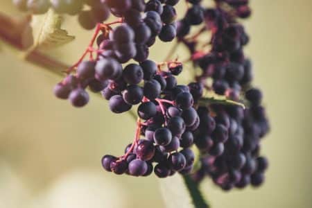 La vigne et le vin seront impactés par le réchauffement climatique vin