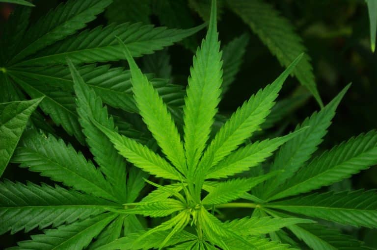 Reproduction : fumer du cannabis aiderait à produire plus de spermatozoïdes