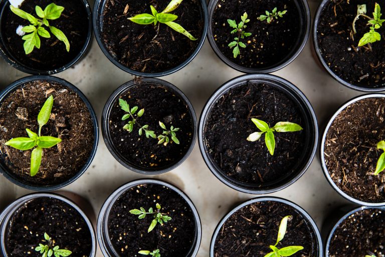 Un bac à compost pour la cuisine, le geste écolo de la semaine