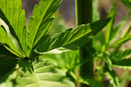 Le cannabis aurait des vertus anti-cancéreuses d’après une étude inédite