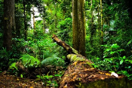Australie : 1 milliard d’arbres bientôt plantés d’ici 2050