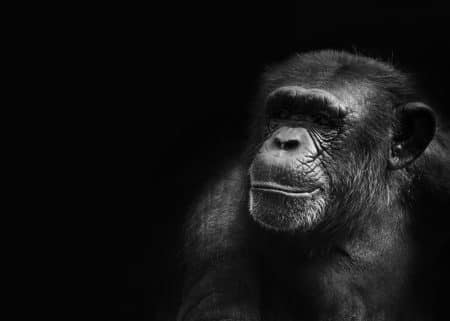 singes