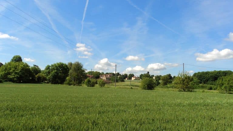 Seine-et-Marne : 10 000 arbres replantés pour faire renaître la forêt