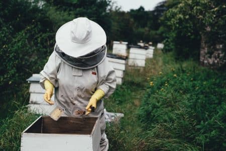 abeilles