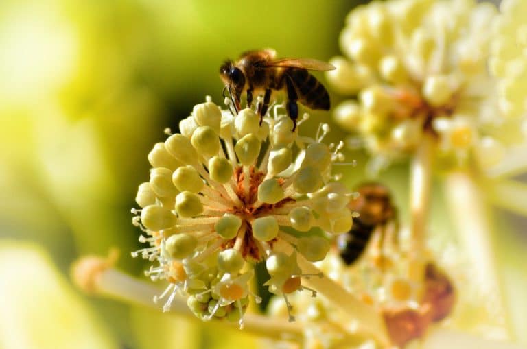 Les abeilles ressentent du bonheur, grâce au sucre