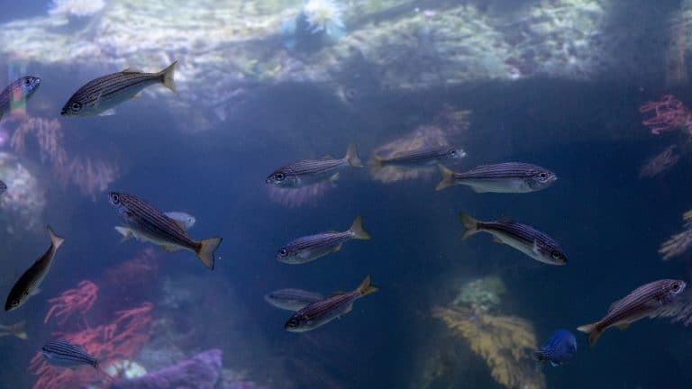 35 % de poissons en moins dans les mers et océans