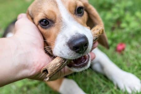 Cancer : les chiens seraient capables de les détecter avec une très haute précision