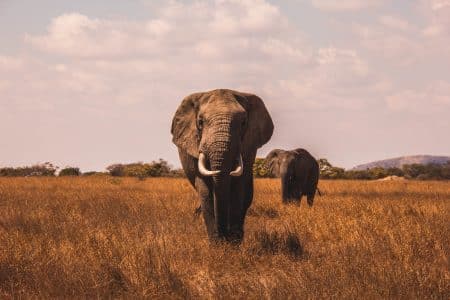 Sommet sur la biodiversité : 50 ans de destruction orchestrée par l’homme