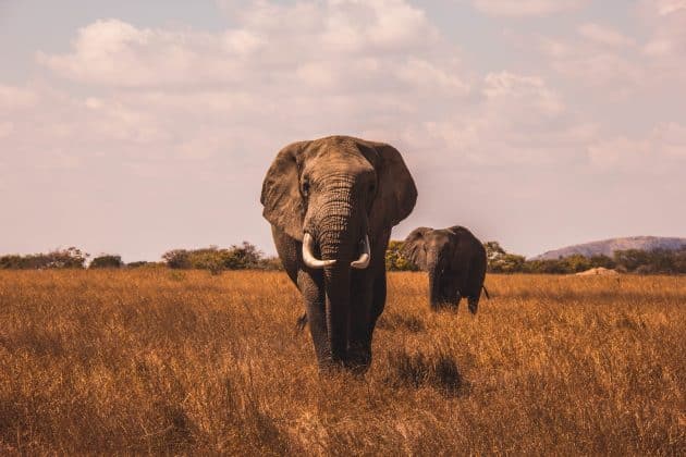 Sommet sur la biodiversité : 50 ans de destruction orchestrée par l’homme