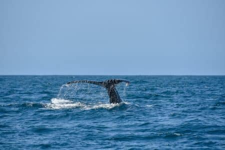 baleines de biscaye
