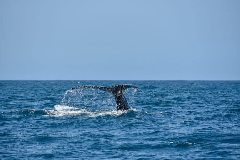 Les baleines de Biscaye sont menacées et leur population continue de diminuer