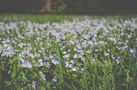 Trois huiles essentielles contre le rhume des foins