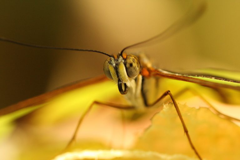Les moustiques tigres pourraient atteindre de grandes villes d’ici 2050