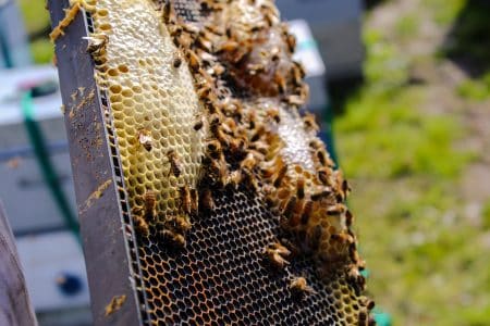 Adopter des abeilles ou des insectes, pourquoi pas ? insectes