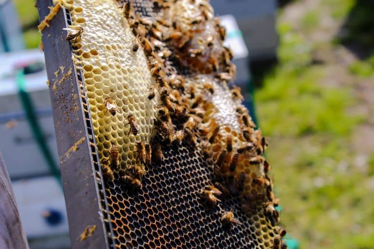 Adopter des abeilles ou des insectes, pourquoi pas ?