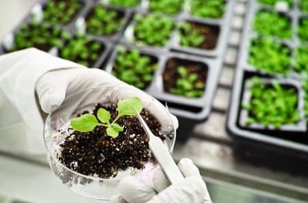 La radulanine , un pesticide naturel presque aussi efficace que le glyphosate