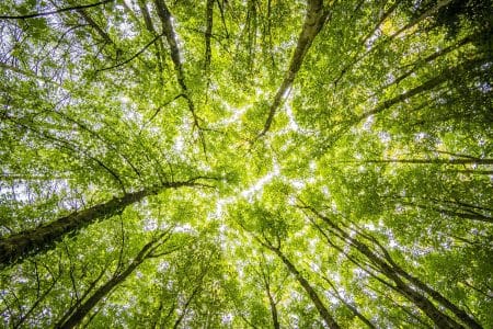 Aux Philippines, pour obtenir son diplôme il est faut désormais planter 10 arbres !