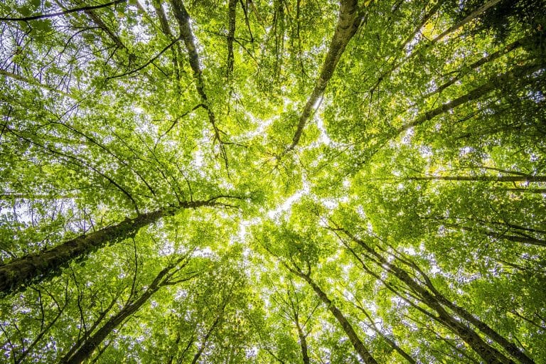 Aux Philippines, pour obtenir son diplôme il est faut désormais planter 10 arbres !