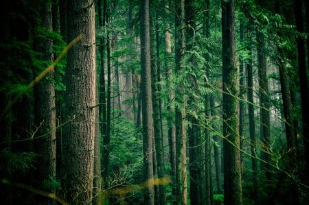 Climat : le rôle des forêts, des puits de carbone