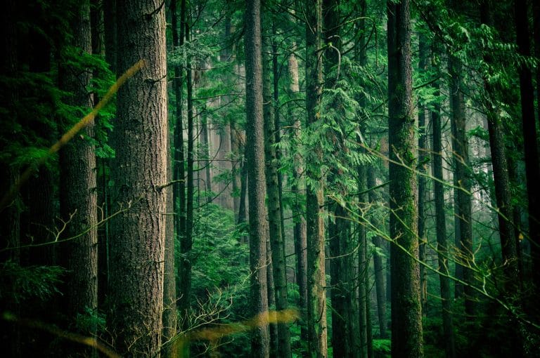 Climat : le rôle des forêts, des puits de carbone