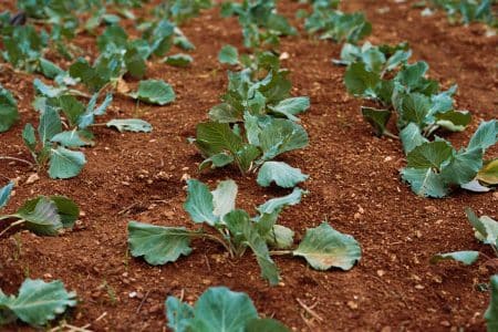 Une méthode pour se lancer dans la permaculture : le wwoofing