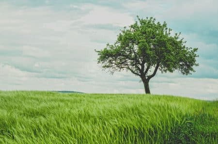 Les arbres peuvent considérablement améliorer les cultures