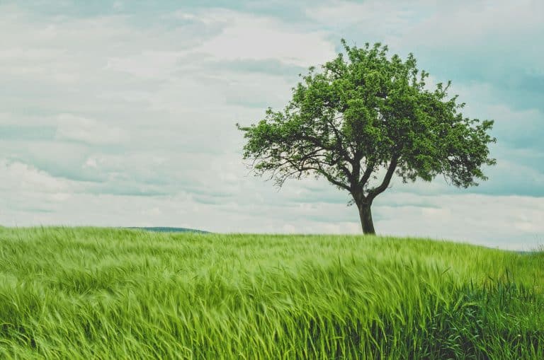 Les arbres peuvent considérablement améliorer les cultures