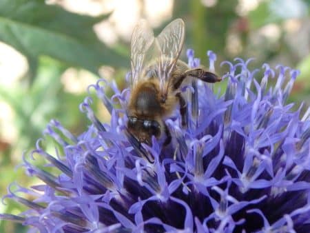 En France, la biodiversité est aussi affectée