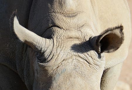 En Asie, il reste moins de 70 rhinocéros de Java rhinocéros