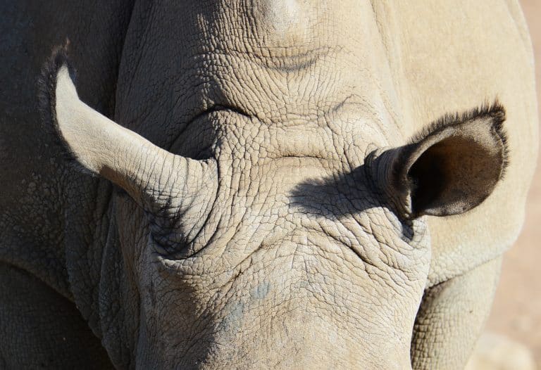 En Asie, il reste moins de 70 rhinocéros de Java
