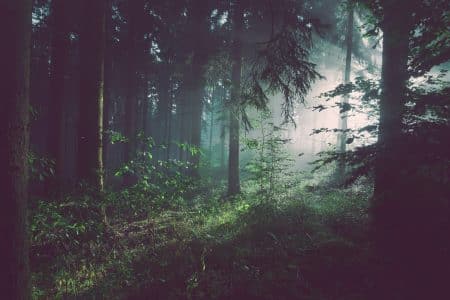 Biodiversité : un million d’espèce directement menacées biodiversité