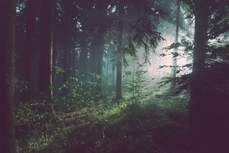 Biodiversité : un million d&rsquo;espèce directement menacées