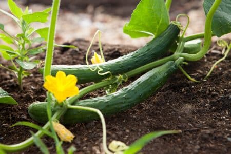 Cultiver son jardin : un geste de plus pour protéger notre planète jardin