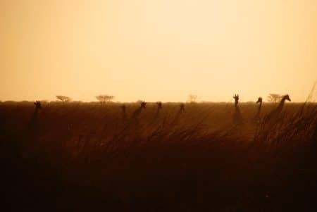 Namibie : les animaux vendus pour les sauver de la sécheresse namibie